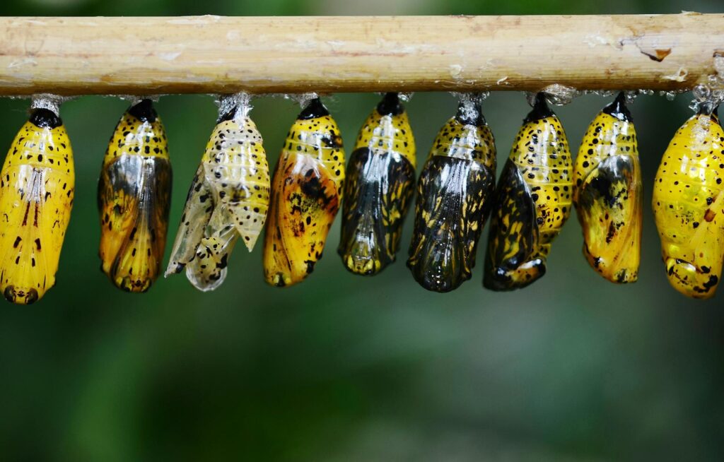 Chrysalis transformation symbolizing digital transformation for business efficiency and growth.